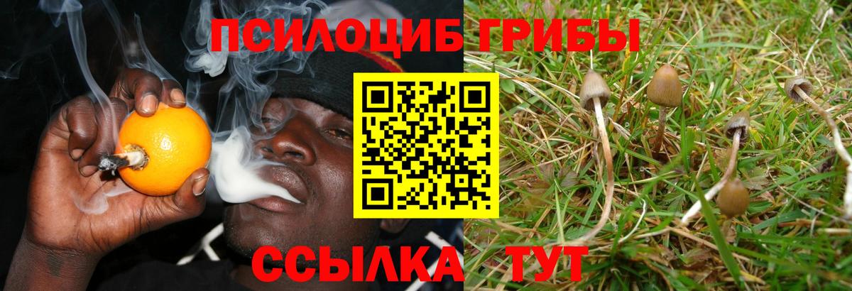 купить закладку  Вход с VPN  Галлюциногенные грибы GOLDEN TEACHER  Тольятти  Псилоцибиновые грибы Cubensis 